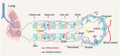 Editorial: Cellular and molecular mechanisms of lung regeneration, repair, and fibrosis